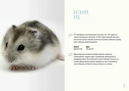 Какие сегодня набор карт в хомяке