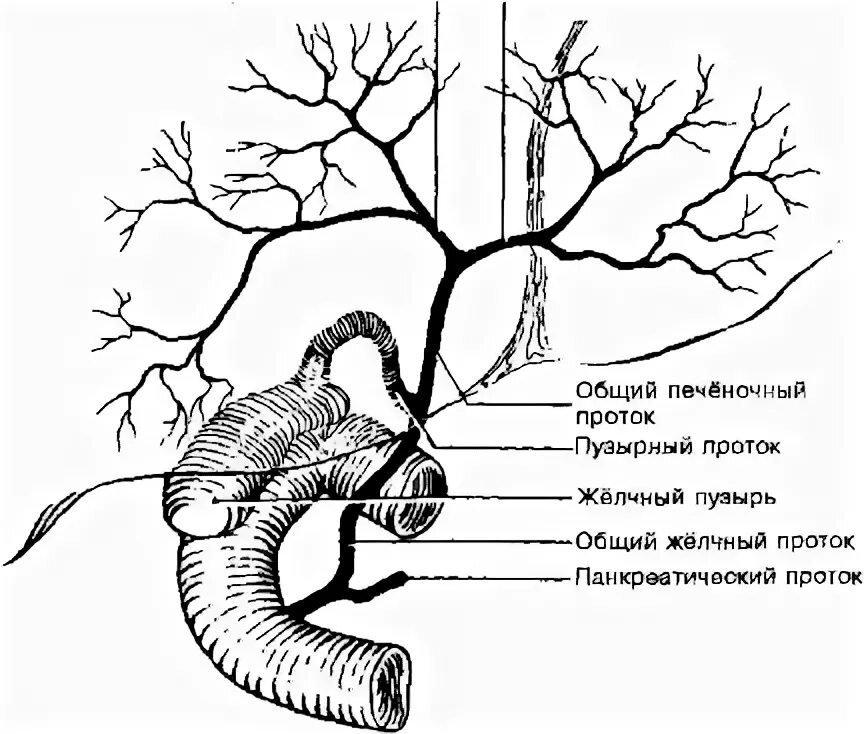 схема строения поджелудочной железы. внутренние строение 12 перстной кишки схема. проток 4 буквы. строение поджелудочной железы анатомия. желчный пузырь строение шейка.