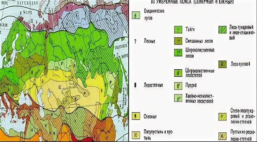 Природные зоны умеренного пояса