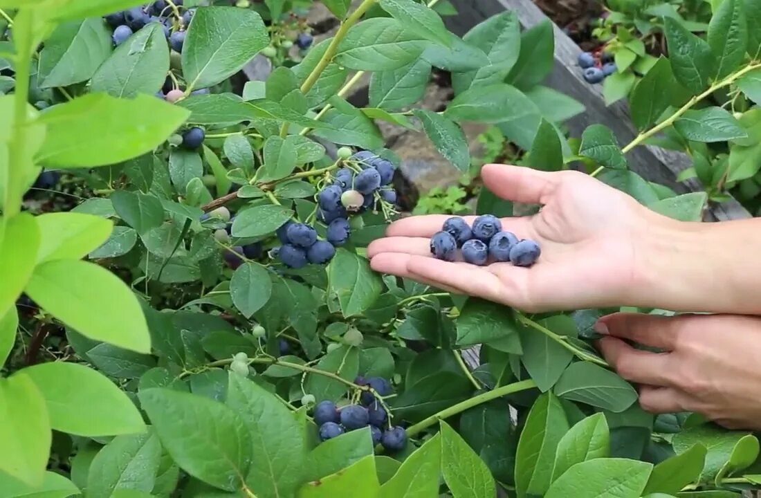 Уход за голубикой садовой весной. Голубика Бригитта Блю. Крымская голубика. Голубика Садовая посадка. Голубика в открытом грунте.