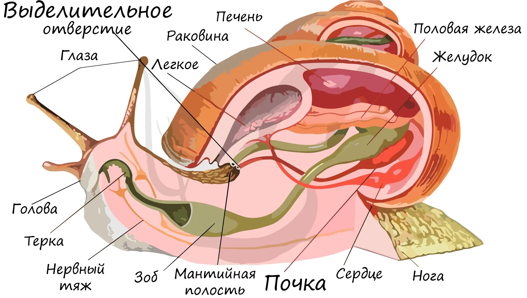 Тип моллюски полость тела. Строение брюхоногого моллюска улитки. Выделительная система улитки. Класс брюхоногие внутреннее строение. Тип моллюски класс брюхоногие строение.