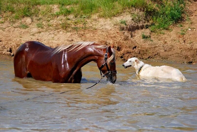 Лошадь пьет воду. Лошади на водопое. Лошадь и собака. Лошадь плывет.