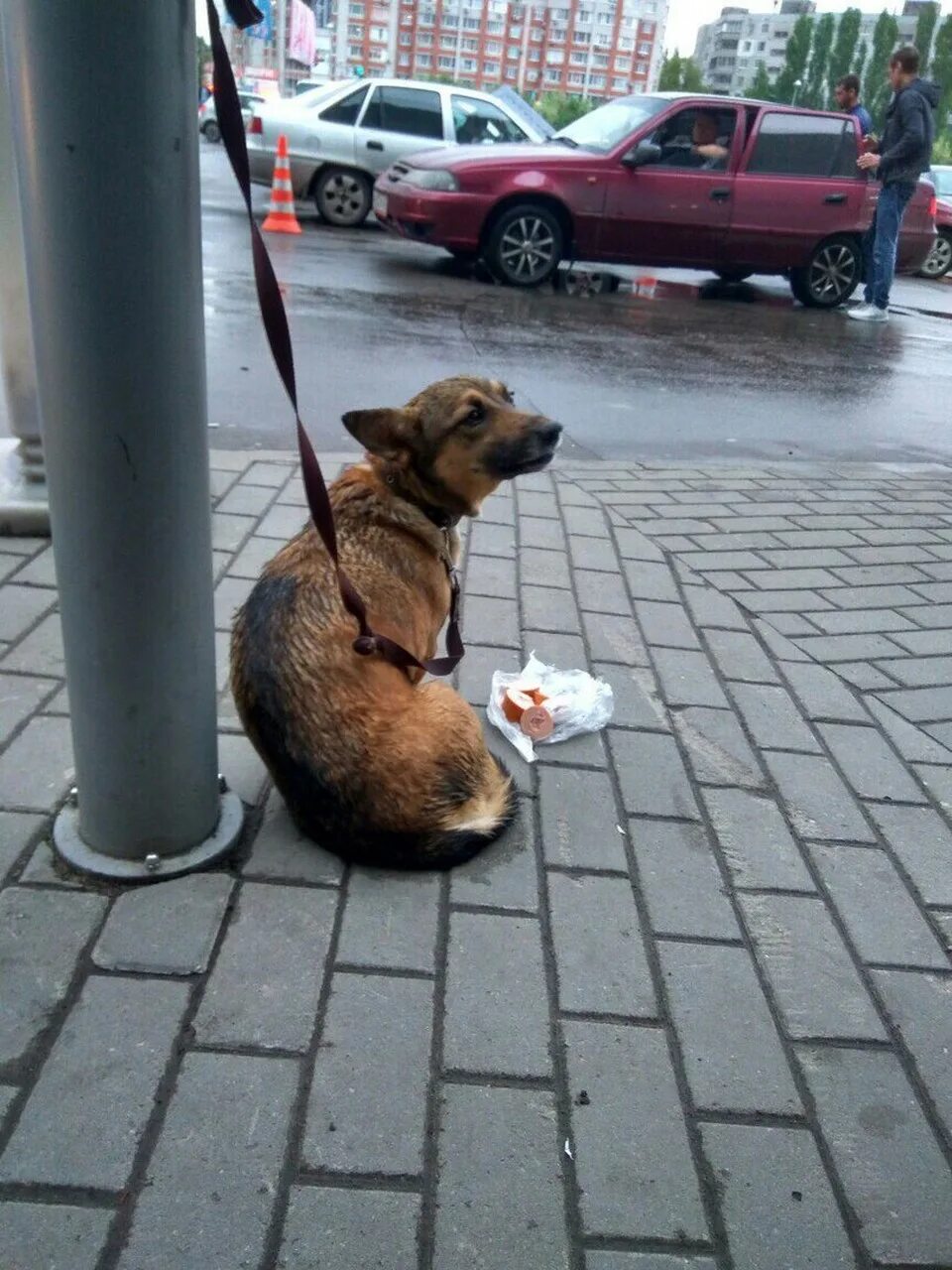 Собака подписывается. Собака на улице. Собака ждет. Собака привязанная у магазина. Собака на привязи у магазина.