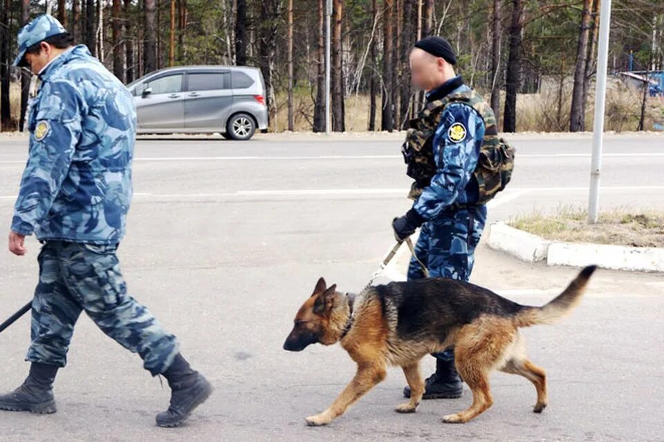 Поиск полиции. Полиция ищет преступника. собаки помогают искать преступников. поиск преступника. собака преступник.