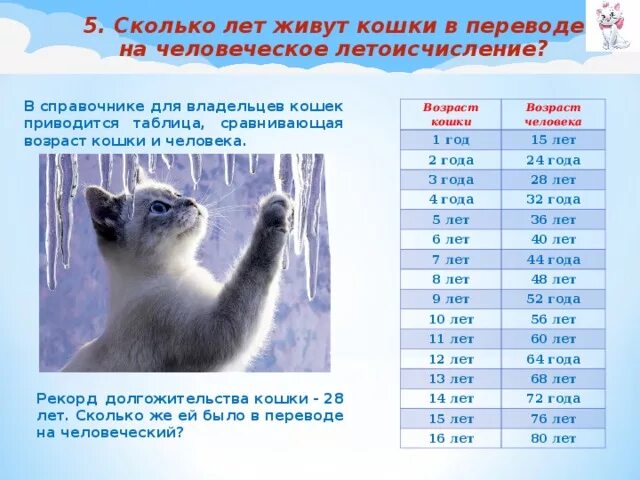 Сколько живут кошки в среднем домашних условиях. Сколько живут кошки. Сколько живут. Сколько лет живут улшуи. Сколько лет живут ктгки.