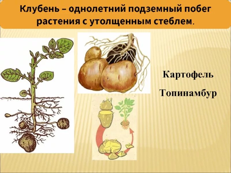 У картофеля образуются укороченные подземные побеги округлой. Вегетативное размножение клубнями. Топинамбур размножение клубнями. Вегетативное размножение клубнями и луковицами. Вегетативное размножение корневыми клубнями.