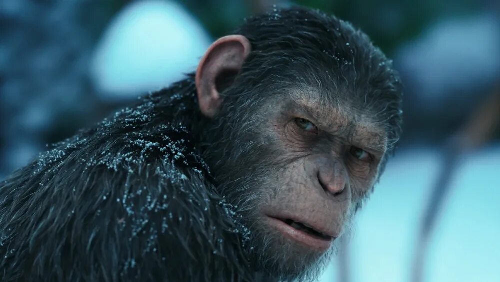 Планета обезьян 2024 год. Планета обезьян / Planet of the Apes (1968). Энди Серкис Планета обезьян.