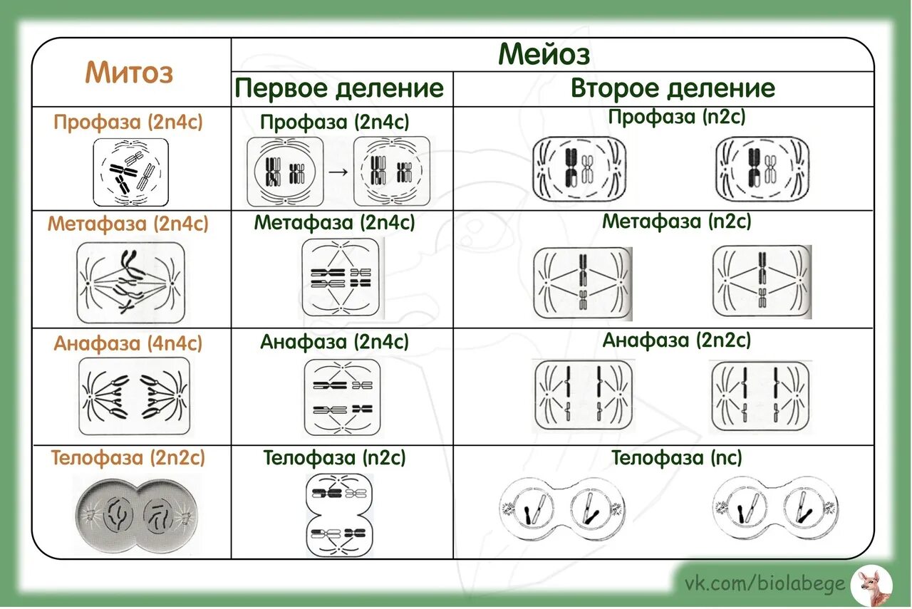 Сравнение митоза и мейоза таблица. Фазы митоза и мейоза ЕГЭ. Фазы митоза и мейоза ЕГЭ таблица. Фазы митоза и мейоза рисунки. Фазы митоза и мейоза таблица.