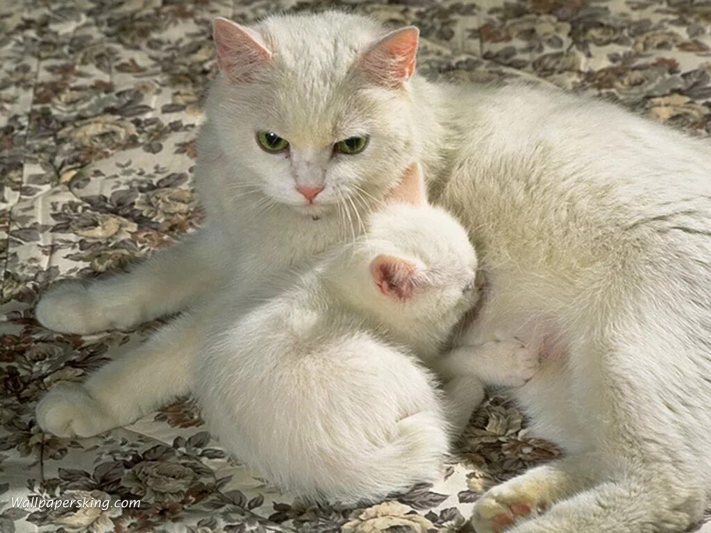 Мама белая кошка. Новорожденные котята с мамой. Белый котенок. Мама белая кошка. Милые котики.