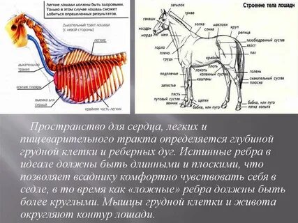 Легкие лошади