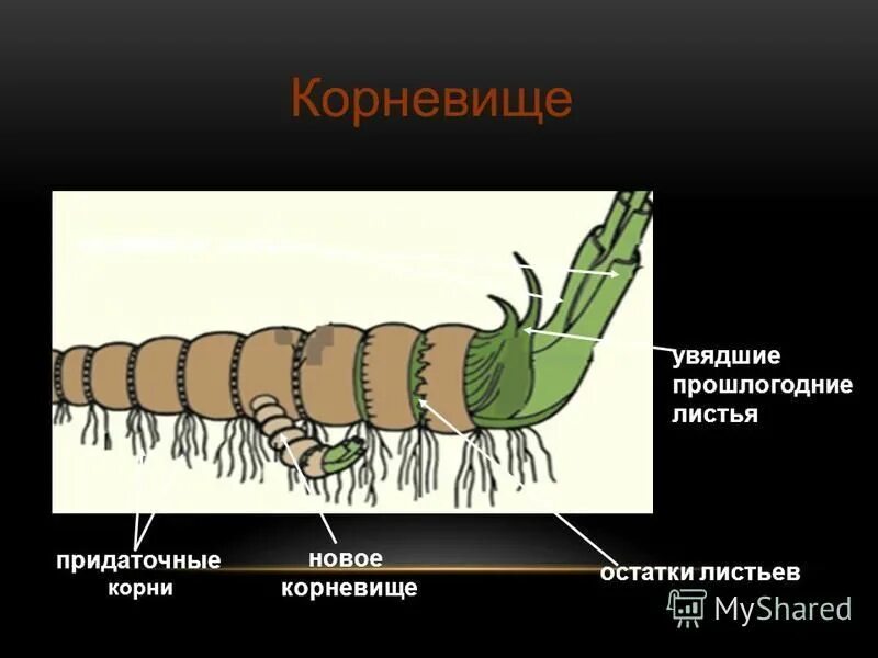 Признак корневища. Признак корневища. Признак корневища. Корень и корневище разница. Как отличить корневище от корня 6 класс.