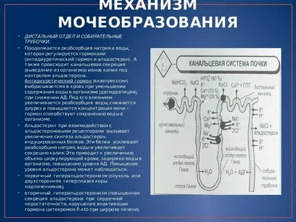 Реабсорбция в мочеточниках