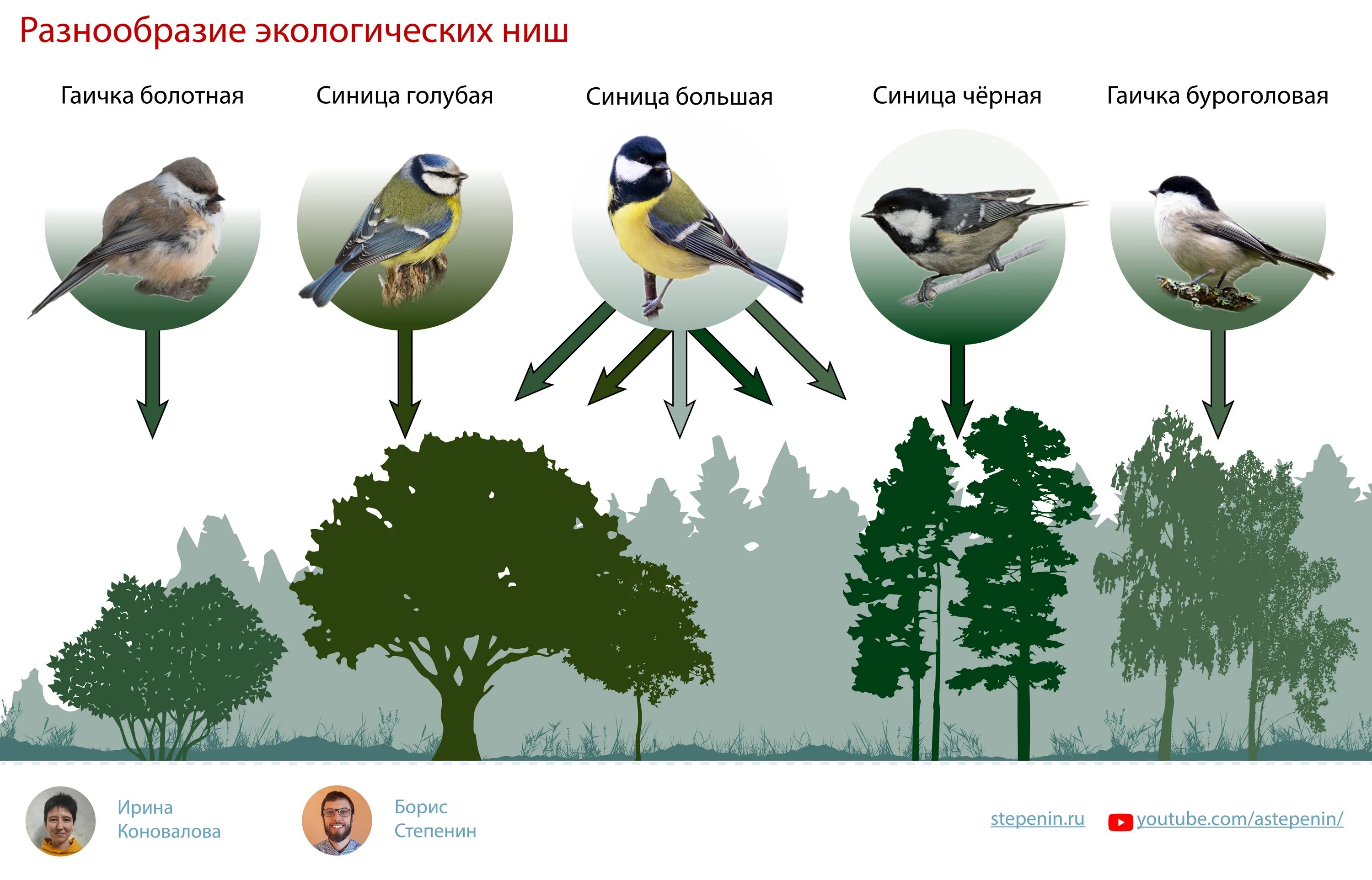 Экологические ниши разных видов. Экологические ниши птиц. Экологическая ниша синицы. Экологическая ниша леса.