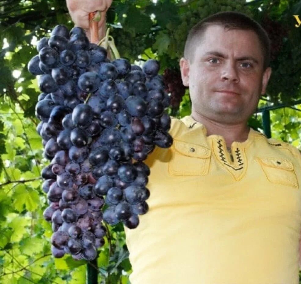 сорт винограда мерседес