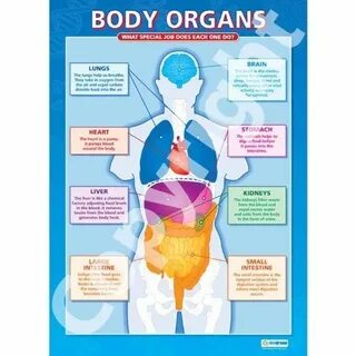 Organs parts of body