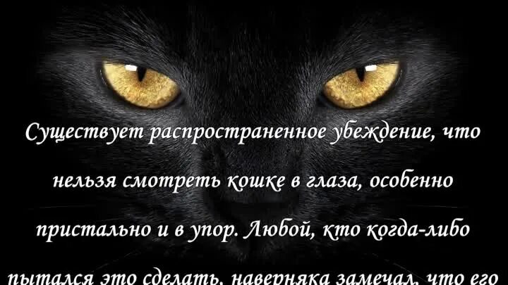 Почему кошка долго смотрит в глаза. Почему нельзя смотреть в глаза кошке. почему нельзя смотреть кошкам в глаза долго. почему нельзя долго смотреть в глаза. почему коту нельзя смотреть в глаза.