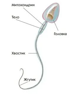 Ана ұлы порно онлайн көру