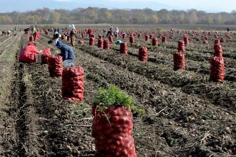 Уборка урожая овощей