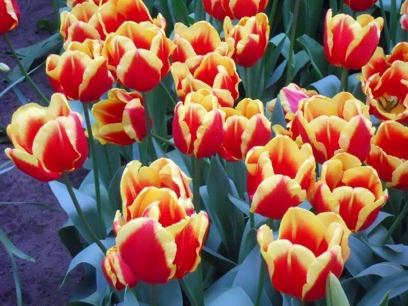 Тюльпан сорт денмарк. Тюльпан jan buis. Тюльпан сорт денмарк. Тюльпан сорт денмарк. Тюльпан веранди (триумф).