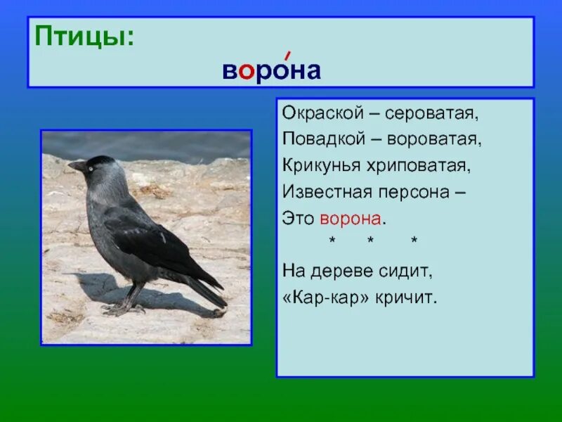 Сведения о вороне. Информация о воронах. Доклад о вороне. Ворона описание для детей.
