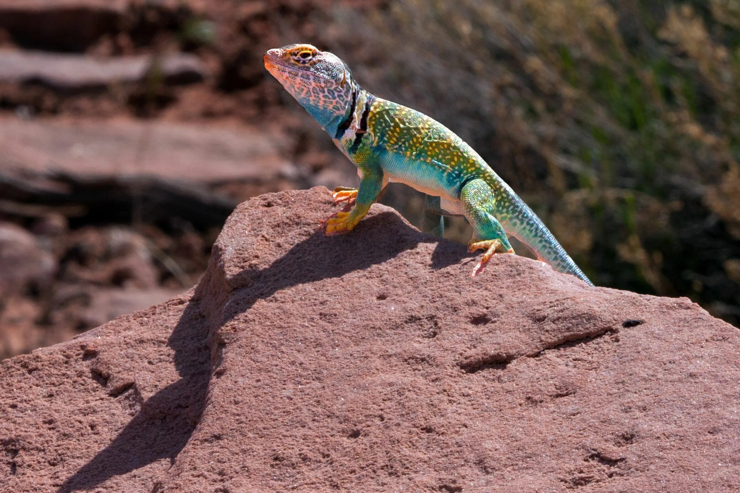 Lot lizard. Туркестанский геккон. Ящерица ярко зеленого цвета. Lot lizard. Карликовый варан ящерица.