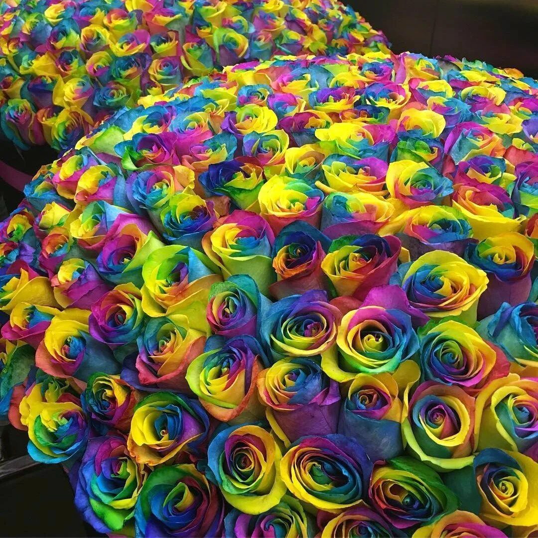 Разноцветные розы. Радужные розы. Разноцветные цвета. Разноцветные цветочки. Сделай цвет разноцветным