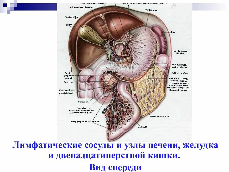 Лимфатические узлы ворот печени. Лимфоузлы ворот печени анатомия. Лимфатические узлы печени,желчного пузыря. Подвздошные лимфоузлы и печень. Увеличенные лимфоузлы в печени