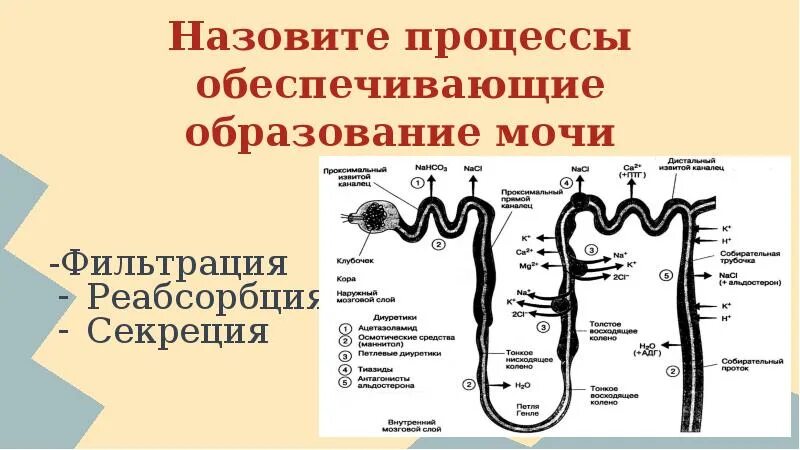 Изобразите схематично этапы образования мочи. Процессы образования мочи фильтрация реабсорбция и секреция. Механизм образования мочи фильтрация реабсорбция секреция. Образование мочи фильтрация. Процесс образования мочи.