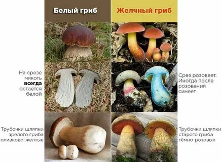 Белые грибы это какие