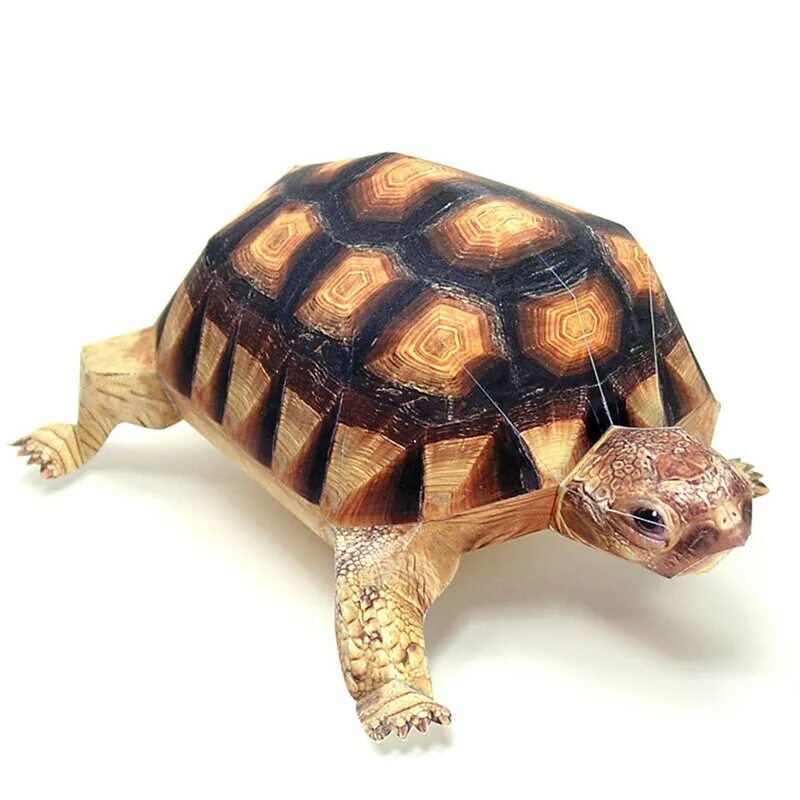 Мод черепаха. Мадагаскарская клювогрудая черепаха. Черепаха полигональная. Черепаха из бумаги. Лучистая черепаха.