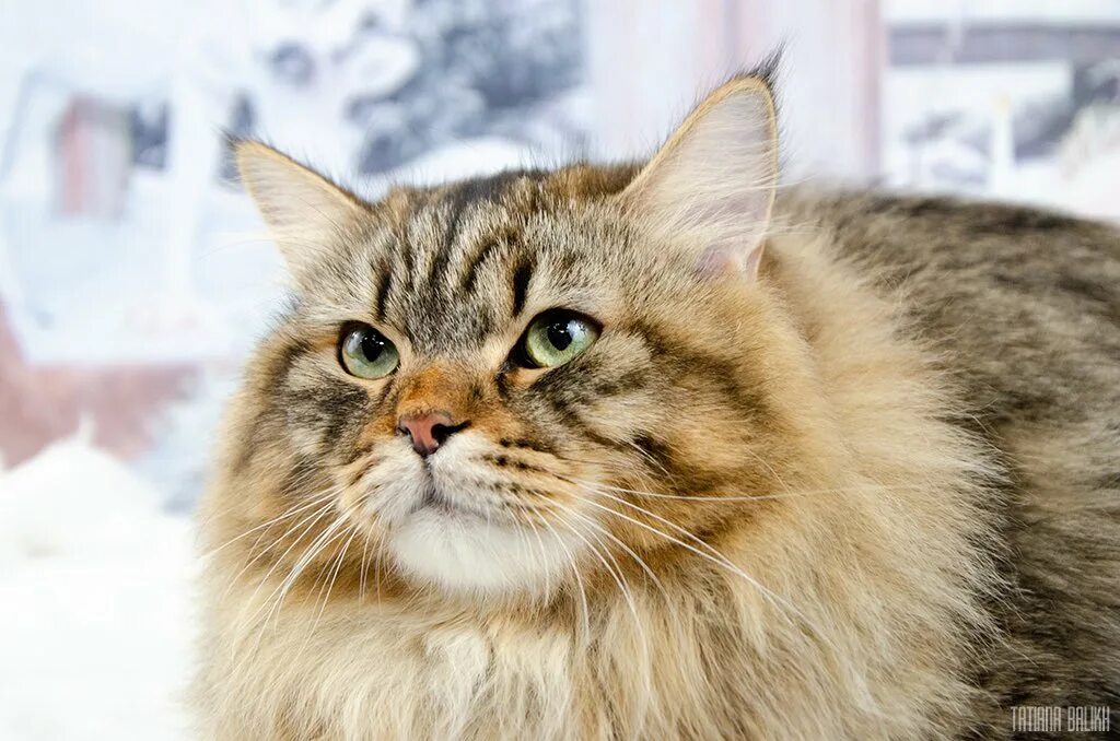 Сибирские коты. Восточно Сибирская кошка. Каштановая Сибирская кошка. Сибирский кот Бейлис