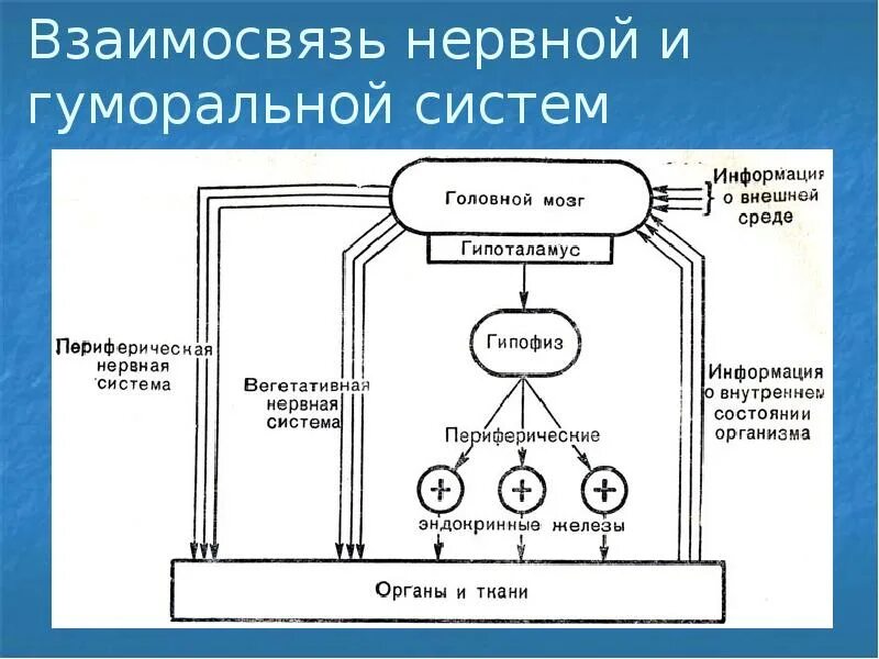 Нервно гуморальная реакция. Схема взаимосвязи нервной и гуморальной регуляции. Взаимосвязь нервной и гуморальной регуляции функций организма.. Схема регуляции физиологических процессов. Нервно гуморальная регуляция схема.