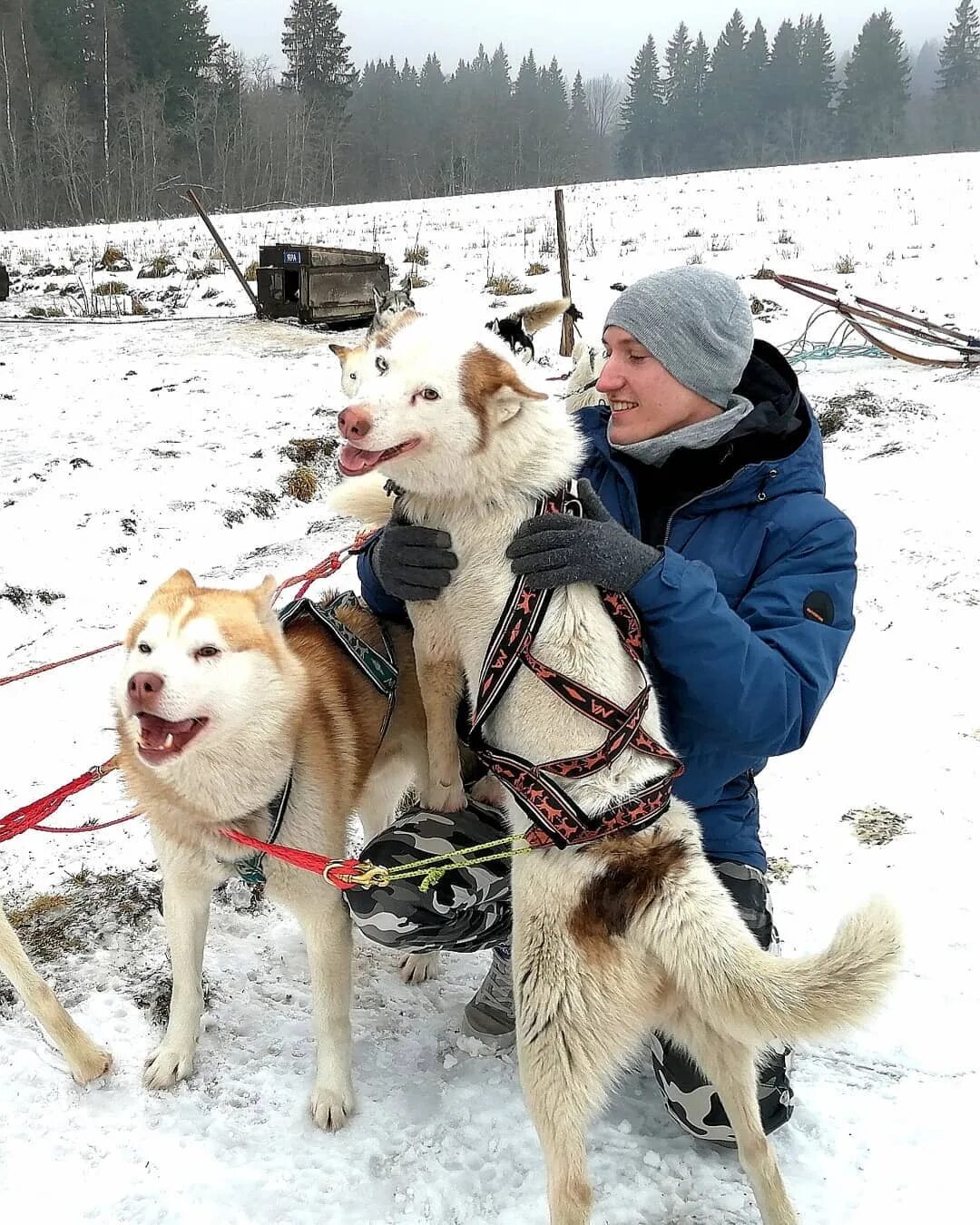 Белая руна хаски сортавала. Карелия хаски. Белая руна хаски сортавала. Хаски парк карелия сортавала. Хаски карелия сортавала.
