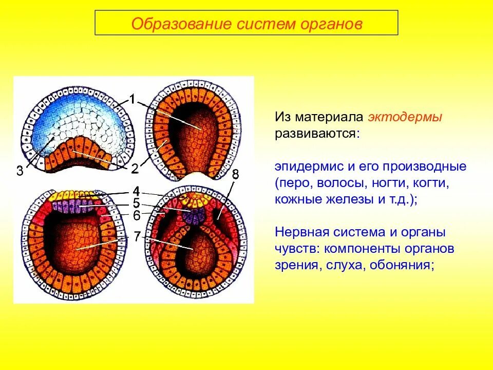 Образование эктодермы