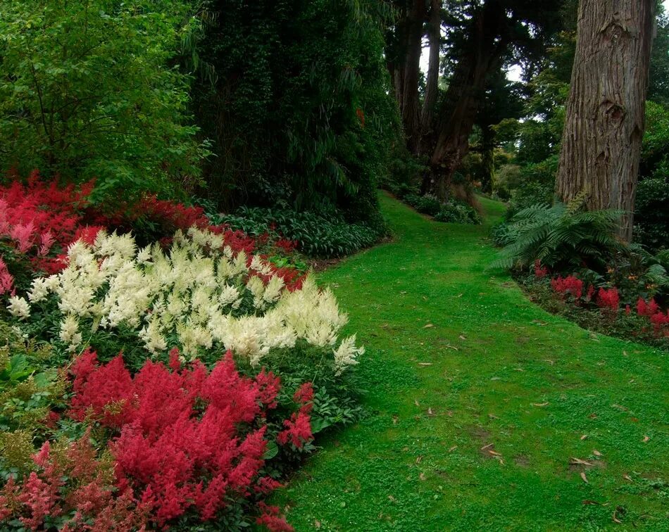 Клумба Хоста и астильба. Астильба с хвойниками. Сад Maple Glen Garden, новая Зеландия. Астильба Лесная.