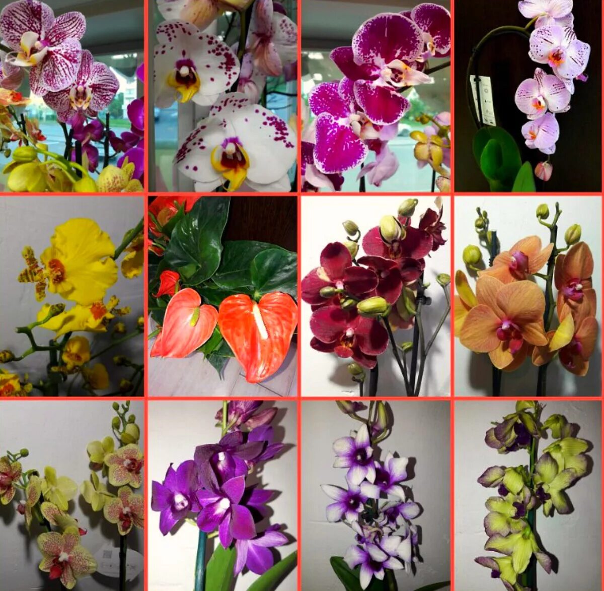 Какие сорта орхидеи. Фаленопсис бразилиан февер. Орхидея Дендробиум фаленопсис. Орхидея фаленопсис сорта.