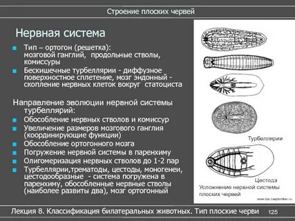 Нервные клетки плоских червей