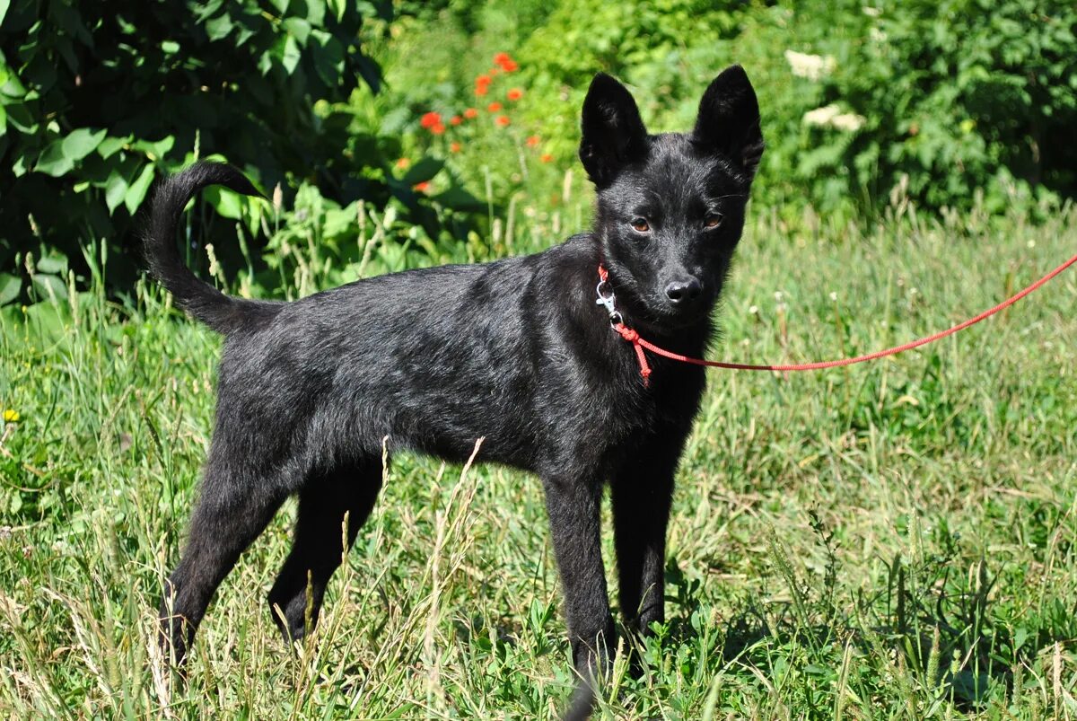 Маленькие черные собачки. Остин морис такса. Лысая чихуахуа. Собаки мелкие в добрые руки в екатеринбурге мопсодом. Длинношерстная такса смесь.