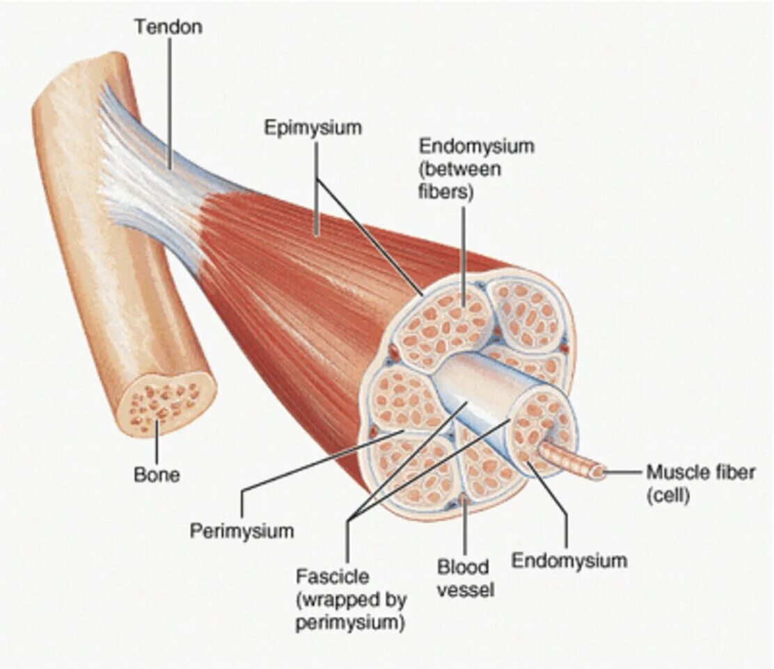 Последовательность мышечных элементов. Эндомизий перимизий эпимизий. 2.1. Строение скелетных мышц. Мышца в разрезе.