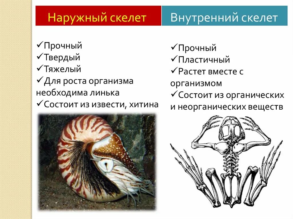 Наружный скелет. Наружный скелет и внутренний скелет. Прочный внутренний скелет. Наружный скелет описание.