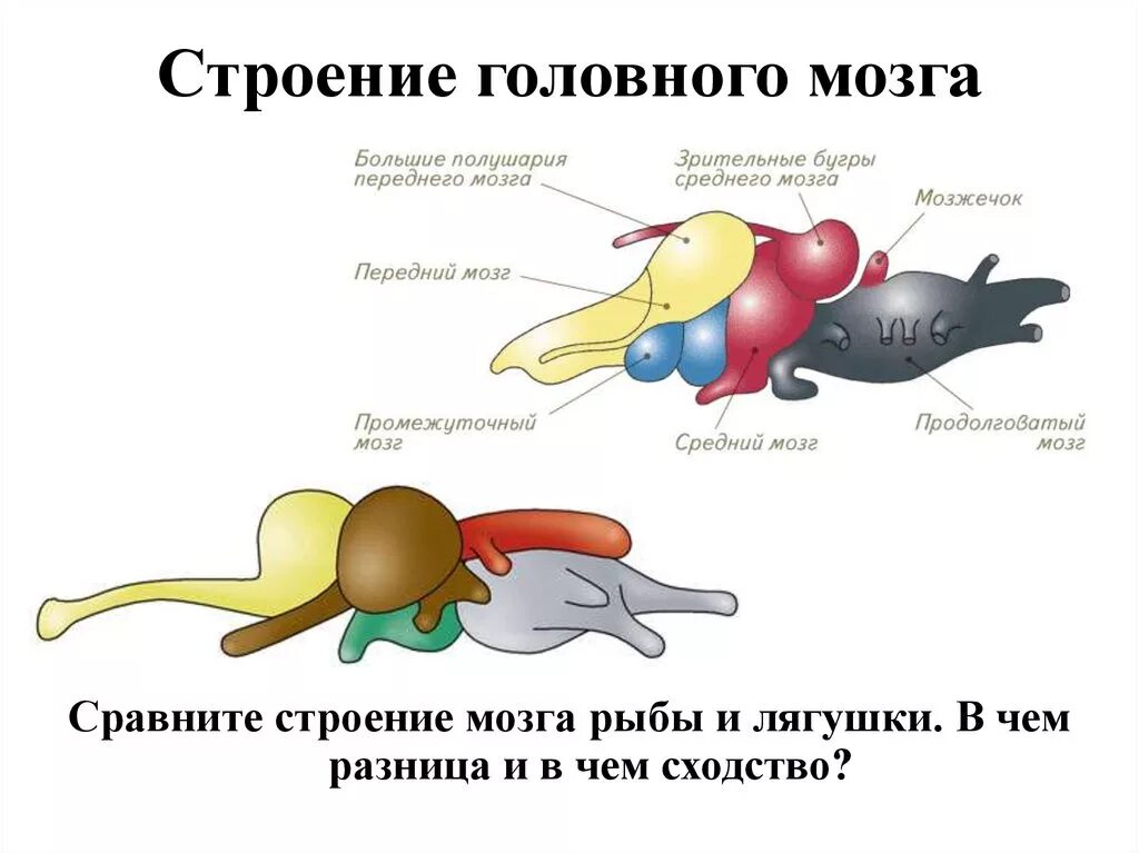 Какой мозг у рыб. Функции отделов головного мозга костных рыб. Отделы мозга у рыб схема. Функции отделов мозга у рыб. Схема строения головного мозга судака.
