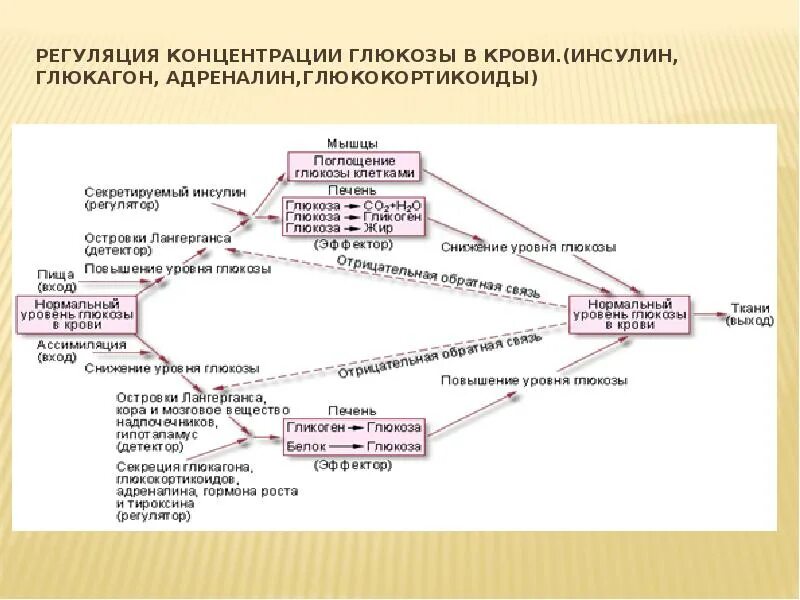 Регуляция уровня Глюкозы в крови схема. Схема действия инсулина и глюкагона. Гормональная регуляция концентрации Глюкозы в крови биохимия. Влияние глюкокортикоидов на углеводный обмен.