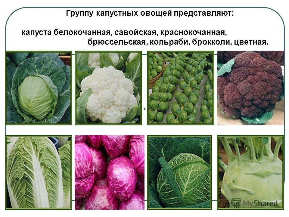 3 видов капустных. Презентация на тему капустные овощи. Цветная капуста белокочанная капуста кольраби. 3 видов капустных. 3 видов капустных.