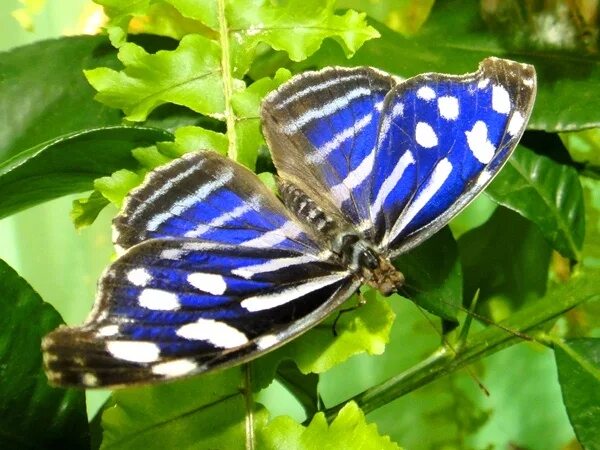 Myscelia Cyaniris. Сад живых тропических бабочек "Миндо". Сад бабочек в Санкт-Петербурге Миндо. Тропические бабочки Московский зоопарк. Зоопарк бабочек