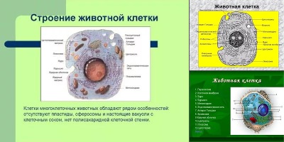 строение животной клетки