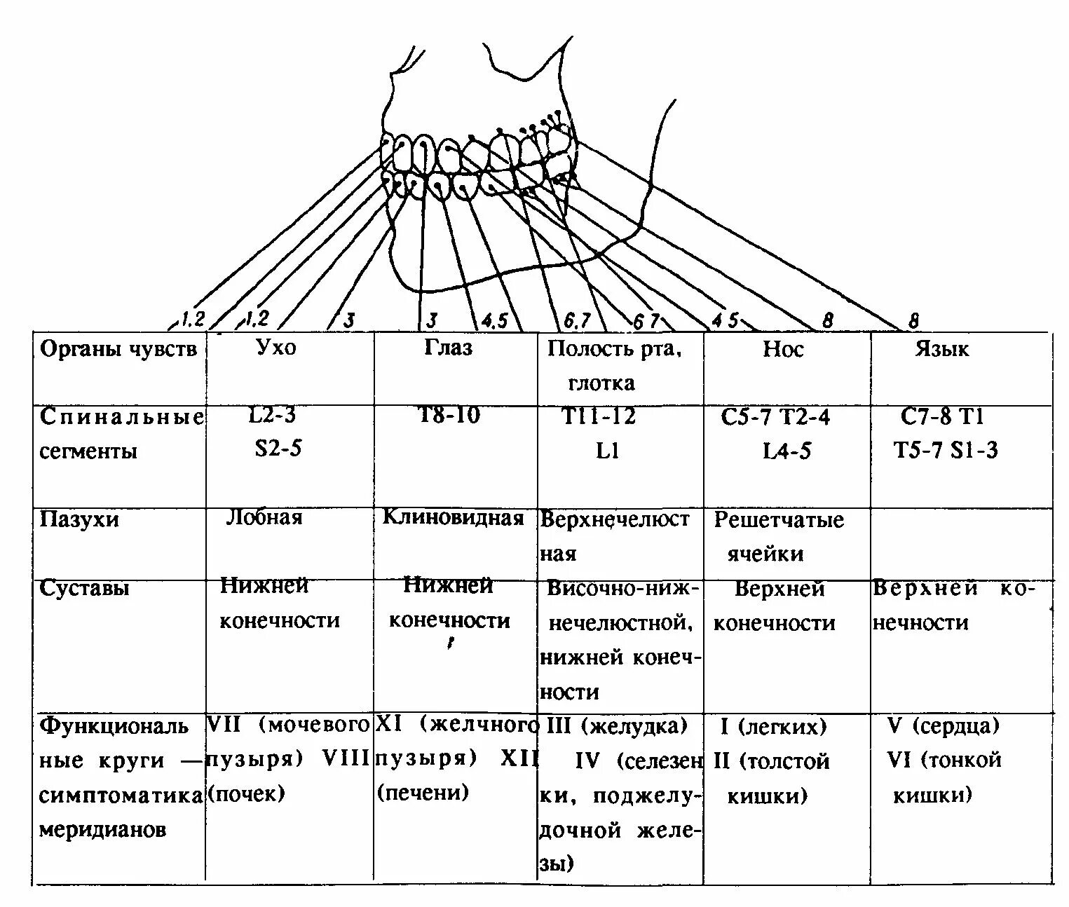 Связь зубов с органами. Таблица Фоля взаимосвязь зубов. Связь зубов с внутренними органами таблица. Взаимосвязь зубов и внутренних органов таблица. Схема связи зубов с внутренними органами и системами.