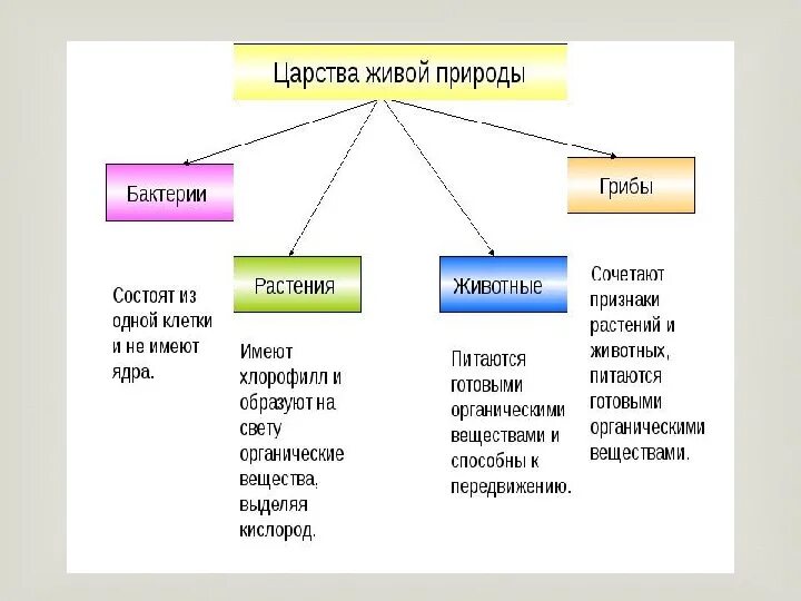 Царство растений животных грибов бактерий вирусов. Царство живой природы 6 класс биология схема. Биология схема царства живой природы. Царство животных растений грибов бактерий.