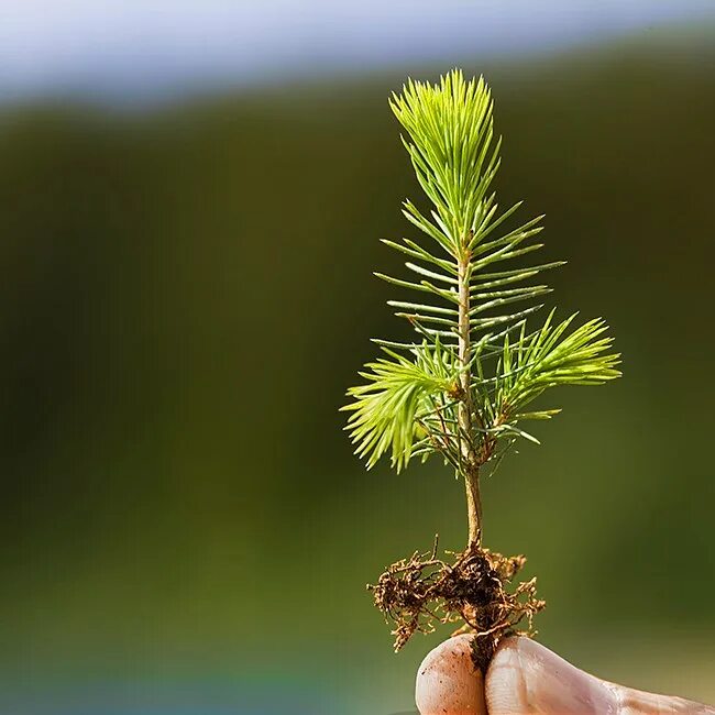 сосны руки. тату ель. тату лес на предплечье. туя смарагд. тату сосна.