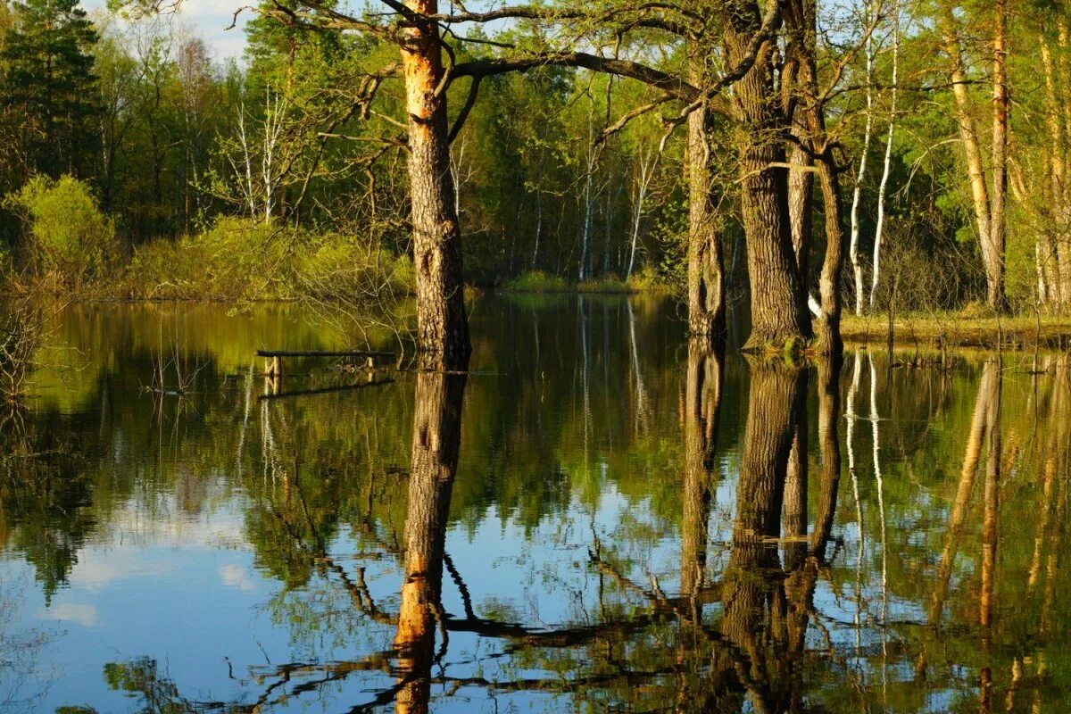 Мещера тема. Мещёра национальный парк. мещера окский заповедник. мещерский край. мещерский бор шатурский район.