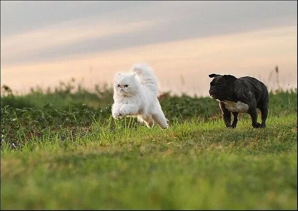 Дремлющий они гонятся друг. Кот бежит от собак. Кошка и собака бегут. Собака бежит за котом. Собака гонится за кошкой.
